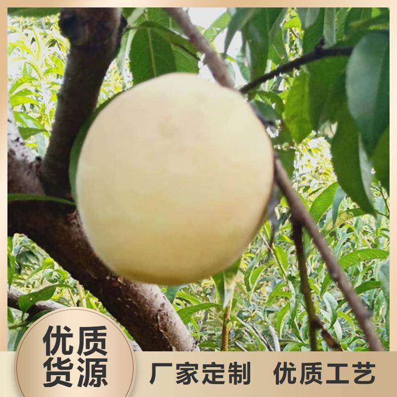 桃-西瓜苗用的放心