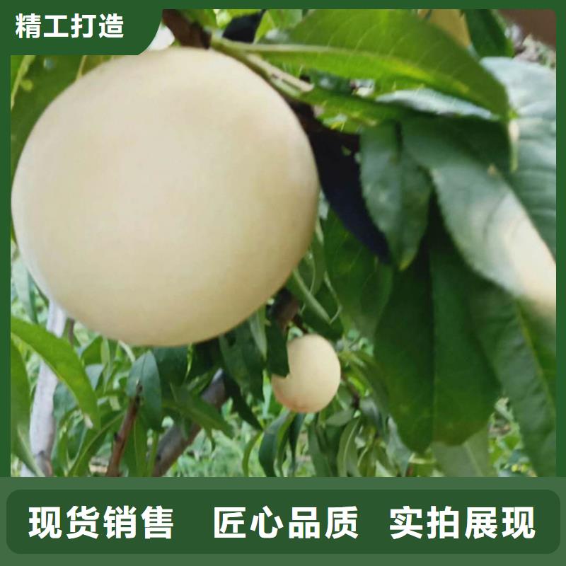 桃李树苗工厂采购