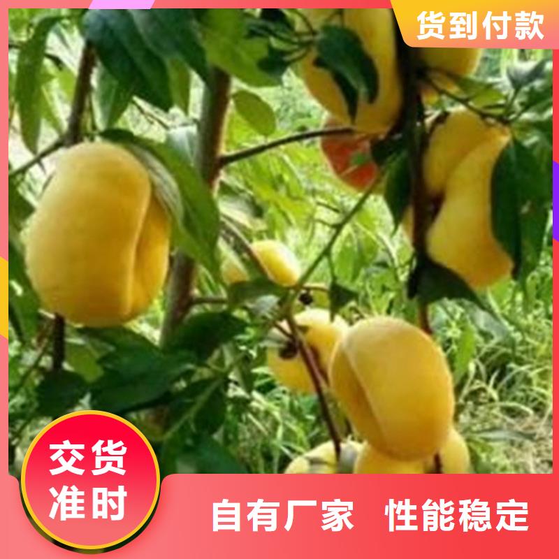 早熟品种桃树苗种植管理技术/轩园园艺场