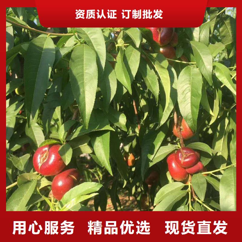 桃西瓜番石榴苗歡迎來電咨詢