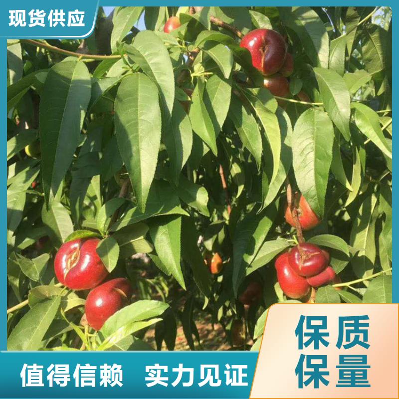 桃-樱桃苗贴心服务