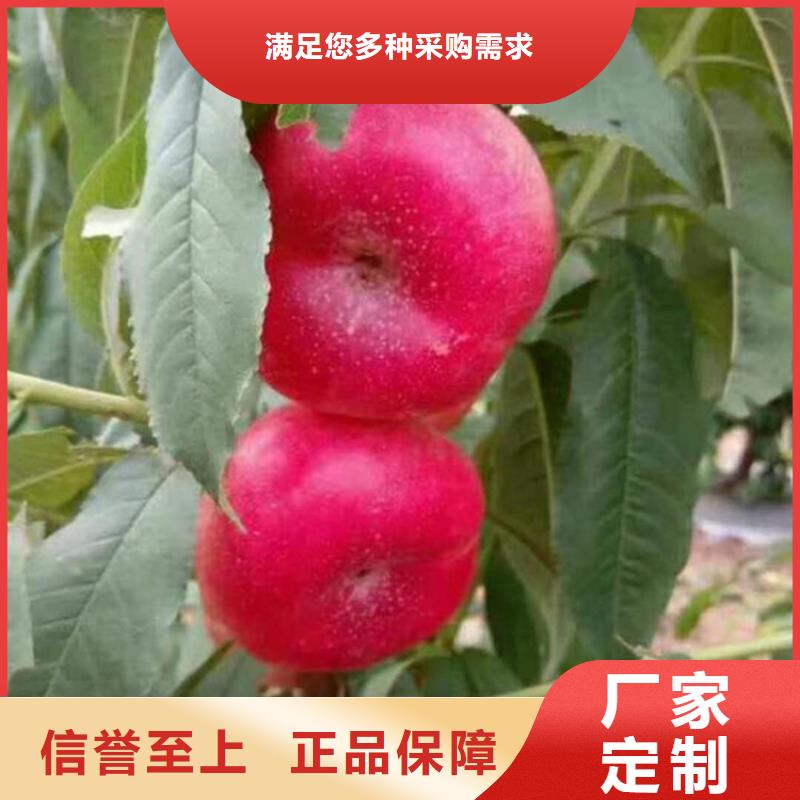 【桃】_梨树苗支持定制加工-服务范围包括浠水|黄梅|孝感|荆门|恩施|咸宁|十堰|襄阳等
