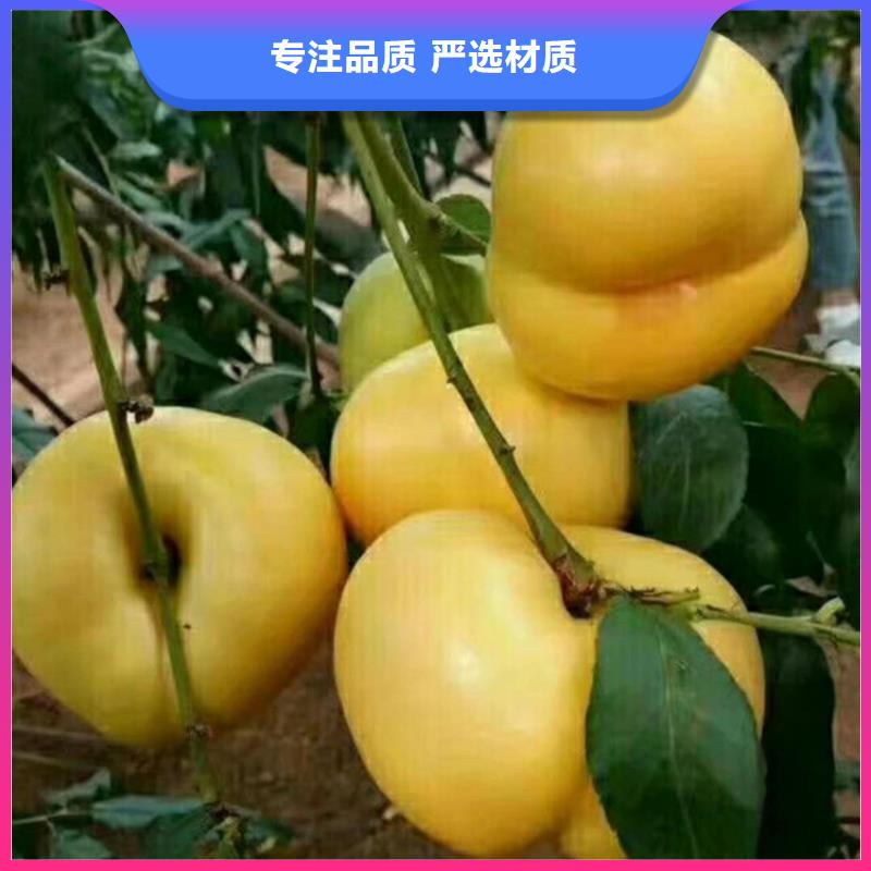 黃桃苗怎么賣(mài)