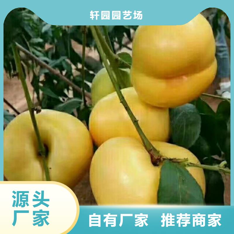 【桃】桃树苗规格齐全实力厂家