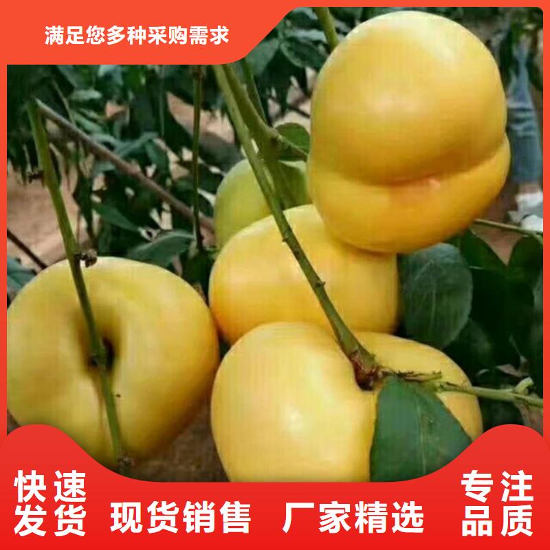 梨树苗-视频-乌鲁木齐|克拉玛依轩园梨树苗_ 轩园园艺场(伊犁市分公司)