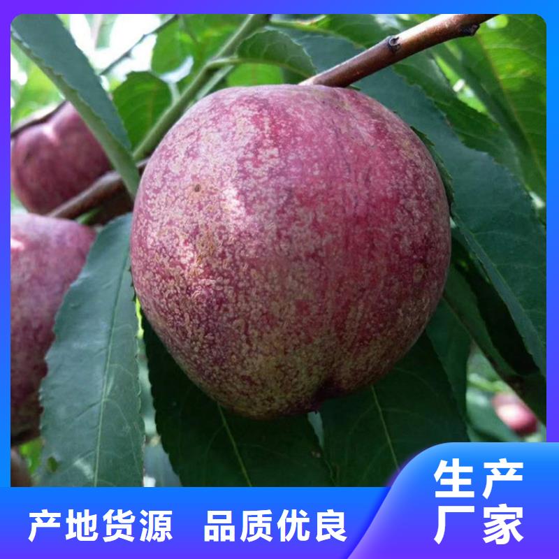 桃梨树苗拥有核心技术优势