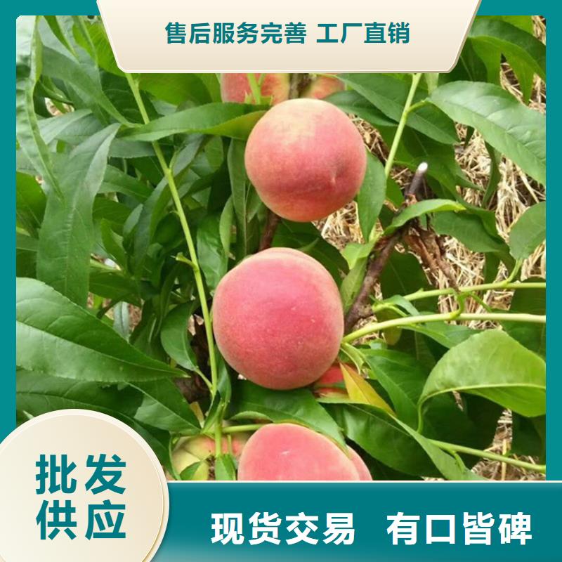 【桃】_梨树苗支持定制加工-服务范围包括浠水|黄梅|孝感|荆门|恩施|咸宁|十堰|襄阳等
