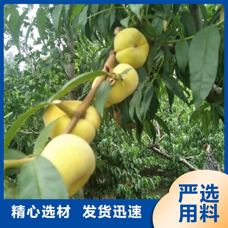 梨树苗-视频-乌鲁木齐|克拉玛依轩园梨树苗_ 轩园园艺场(伊犁市分公司)