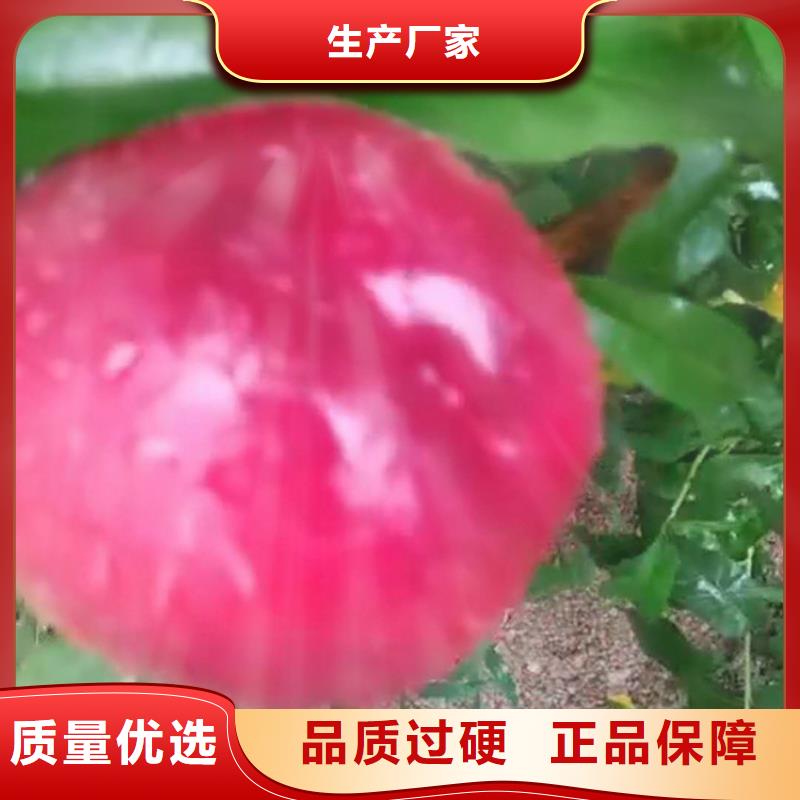 轩园【桃】_梨树苗支持定制加工-业务覆盖区域|浠水|黄梅|恩施|孝感|黄石|宜昌|襄阳-企业旺旺