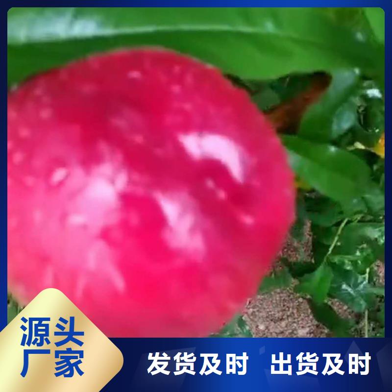 桃无花果苗您身边的厂家