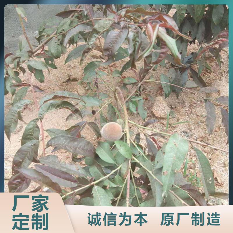 【 桃-桃树苗老客户钟爱】-轩园园艺场(伊犁市分公司)-企业旺旺