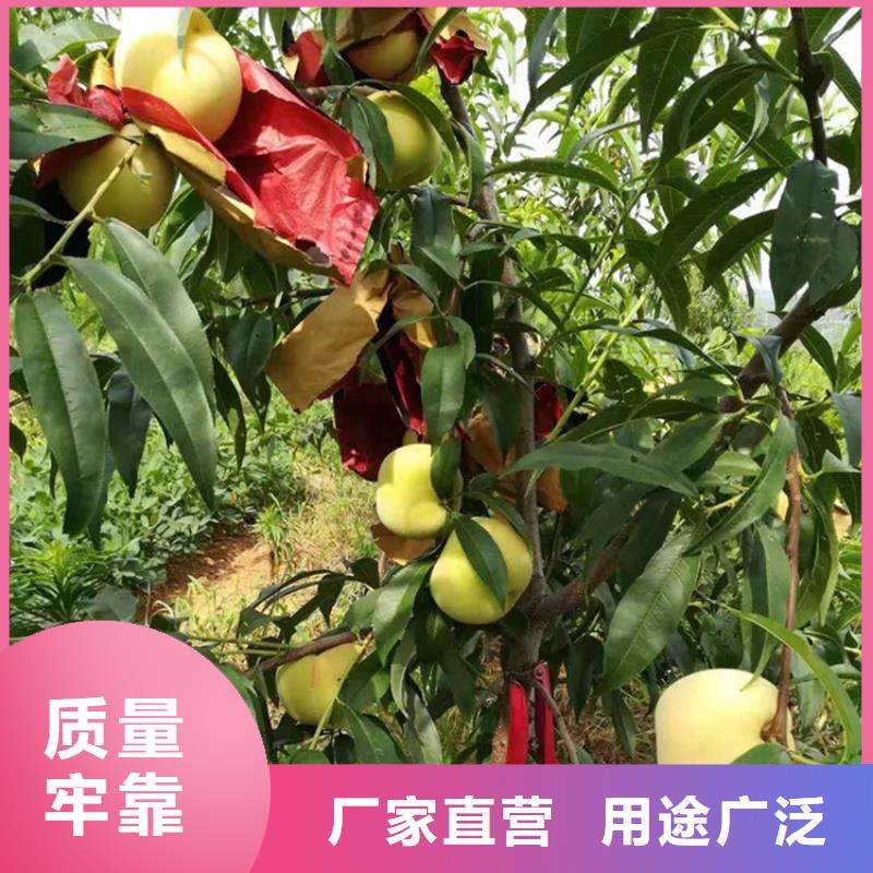 桃-西瓜苗用的放心