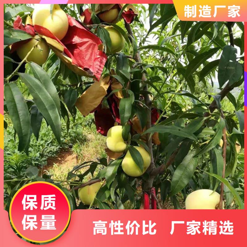 轩园【桃】_梨树苗支持定制加工-业务覆盖区域|浠水|黄梅|恩施|孝感|黄石|宜昌|襄阳-企业旺旺