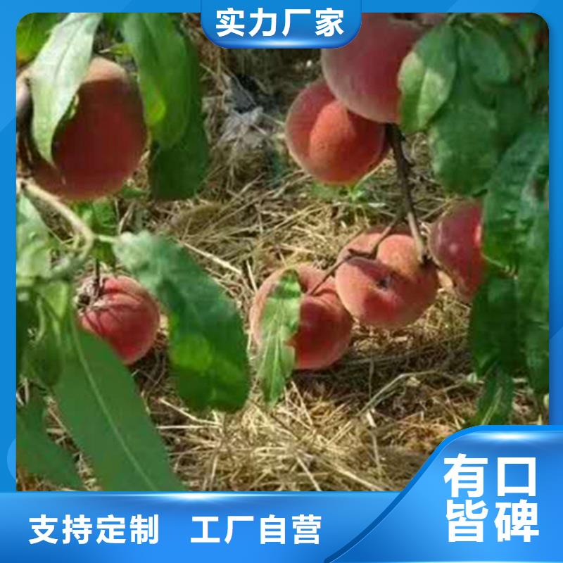 早熟品种桃树苗种植管理技术/轩园园艺场