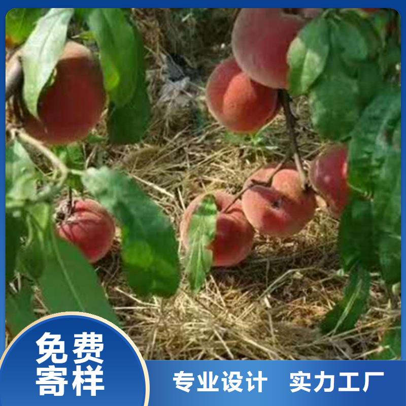 桃苹果苗大厂生产品质
