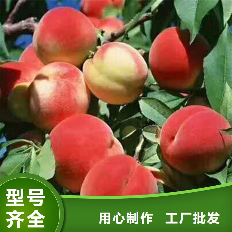 桃无花果苗您身边的厂家