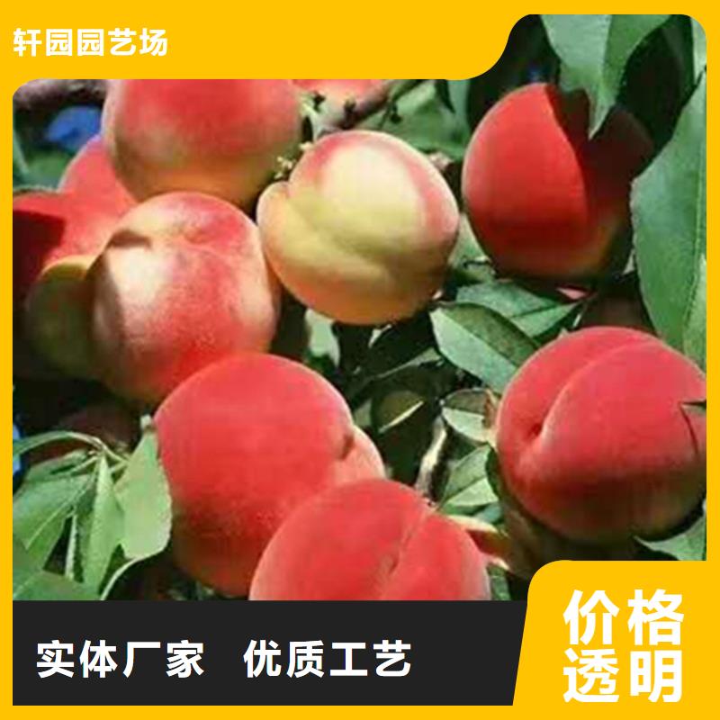 轩园【桃】_梨树苗支持定制加工-业务覆盖区域|浠水|黄梅|恩施|孝感|黄石|宜昌|襄阳-企业旺旺