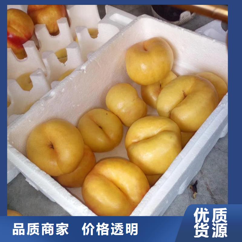【 桃-无花果苗工艺层层把关】轩园梨树苗