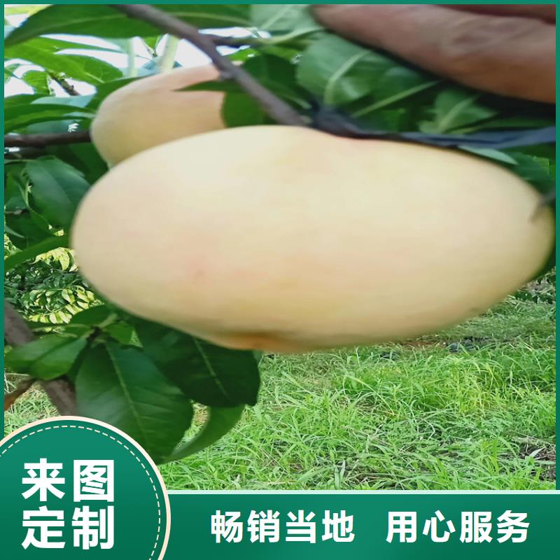 【桃】_梨树苗支持定制加工-轩园园艺场(黄冈市分公司)-企业旺旺