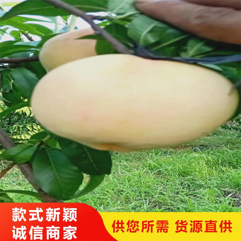 桃西瓜番石榴苗歡迎來電咨詢