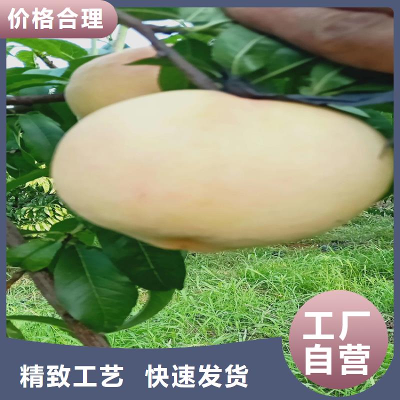 桃无花果苗您身边的厂家