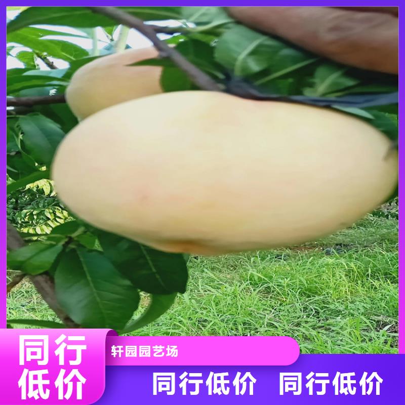 桃櫻桃苗原廠制造