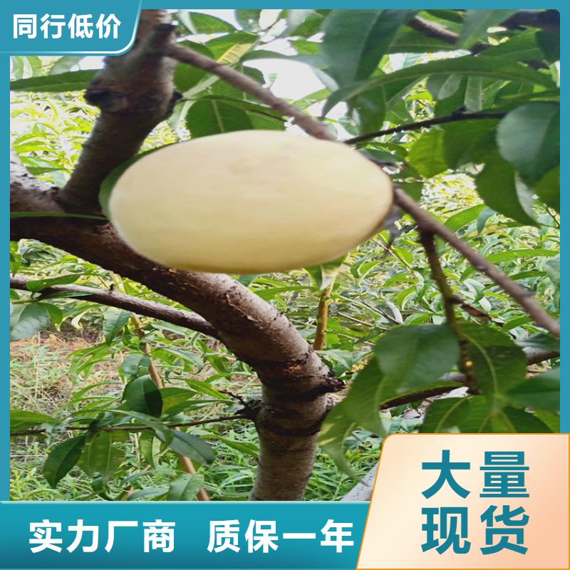 轩园【桃】_梨树苗支持定制加工-业务覆盖区域|浠水|黄梅|恩施|孝感|黄石|宜昌|襄阳-企业旺旺