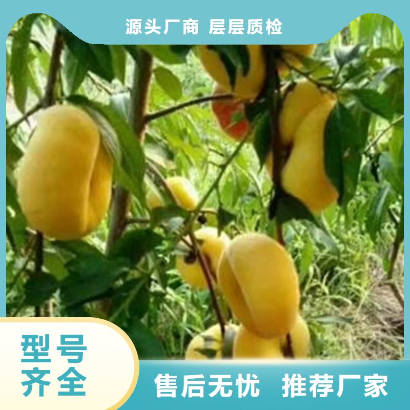 【 桃-无花果苗工艺层层把关】轩园梨树苗
