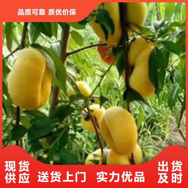 【桃】_梨树苗支持定制加工-轩园园艺场(黄冈市分公司)-企业旺旺