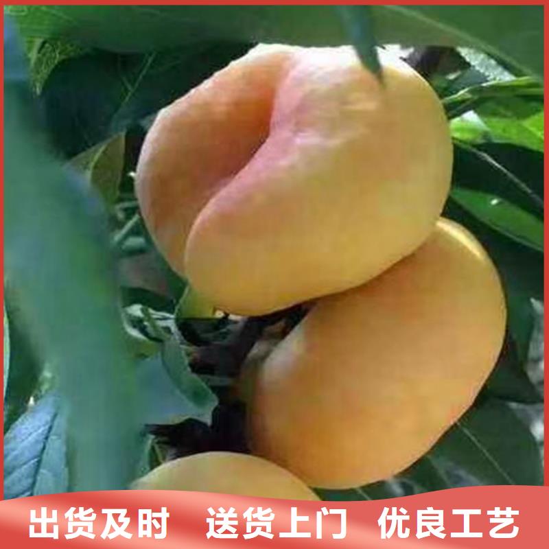 桃无花果苗您身边的厂家