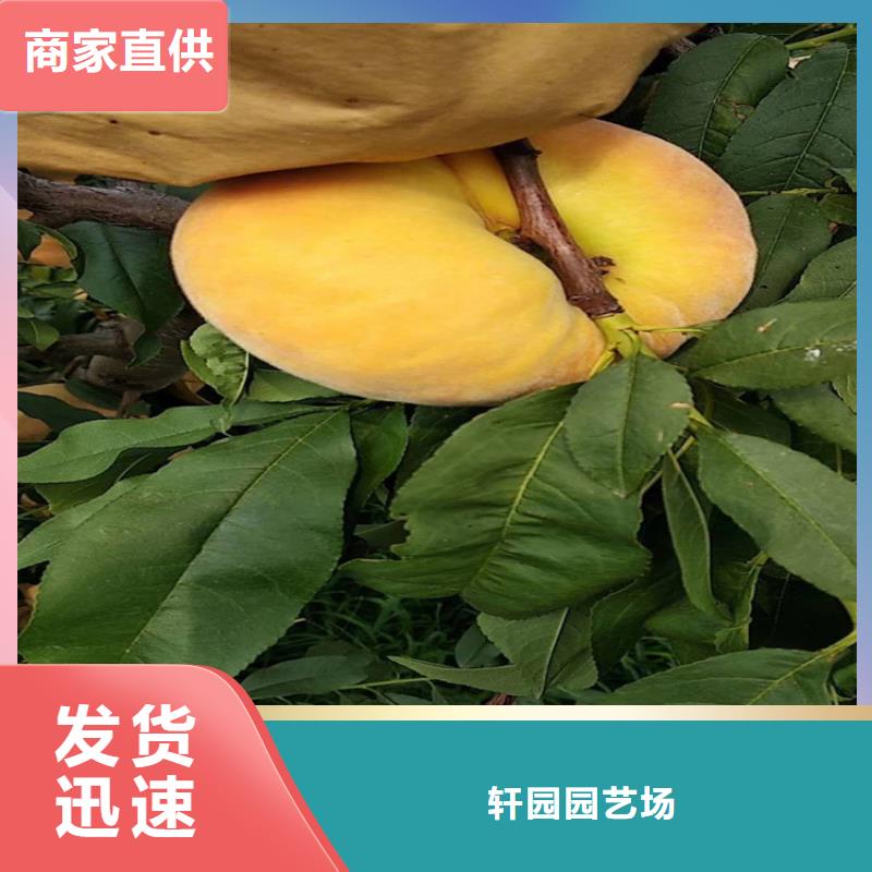桃李树苗工厂采购