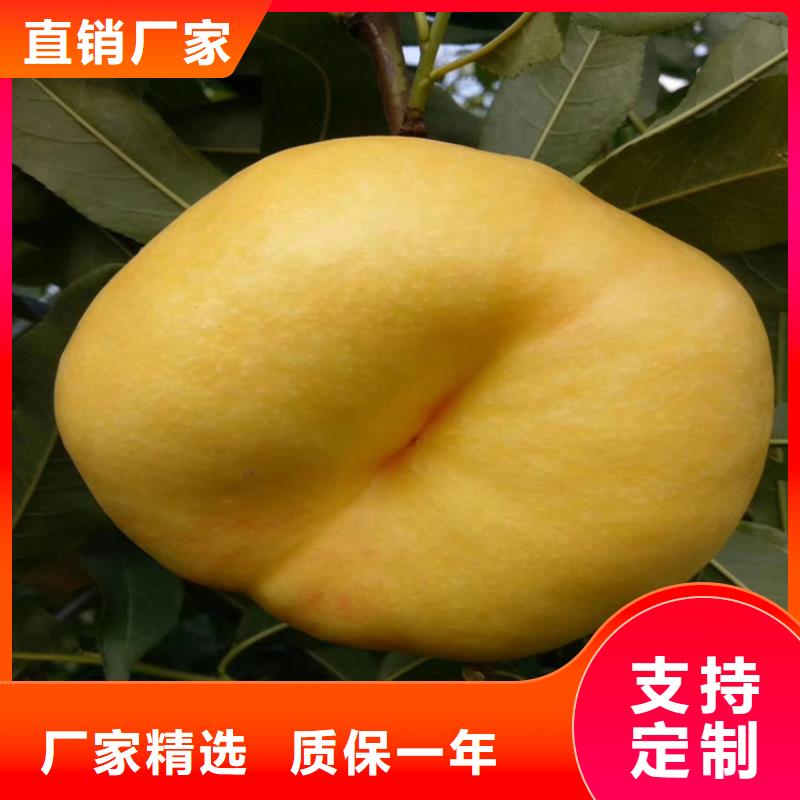 桃梨树苗拥有核心技术优势