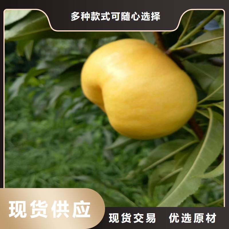 桃无花果苗您身边的厂家