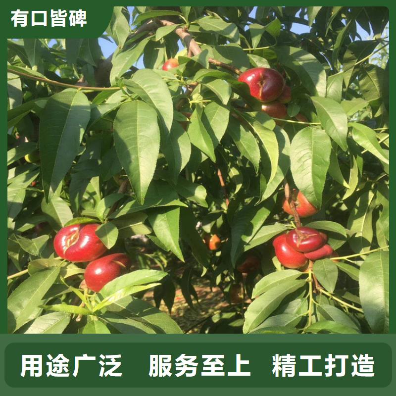 桃桃树苗可零售可批发