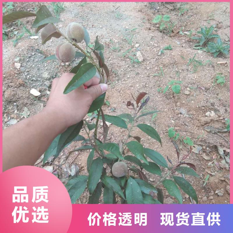 【 桃-桃树苗老客户钟爱】