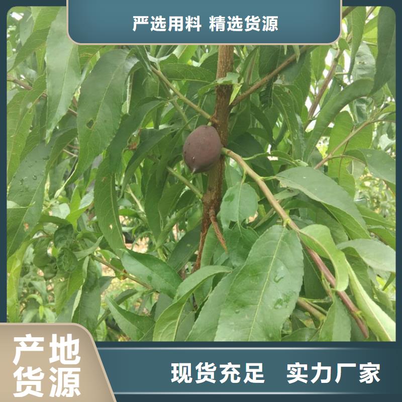 【 桃-无花果苗工艺层层把关】轩园梨树苗