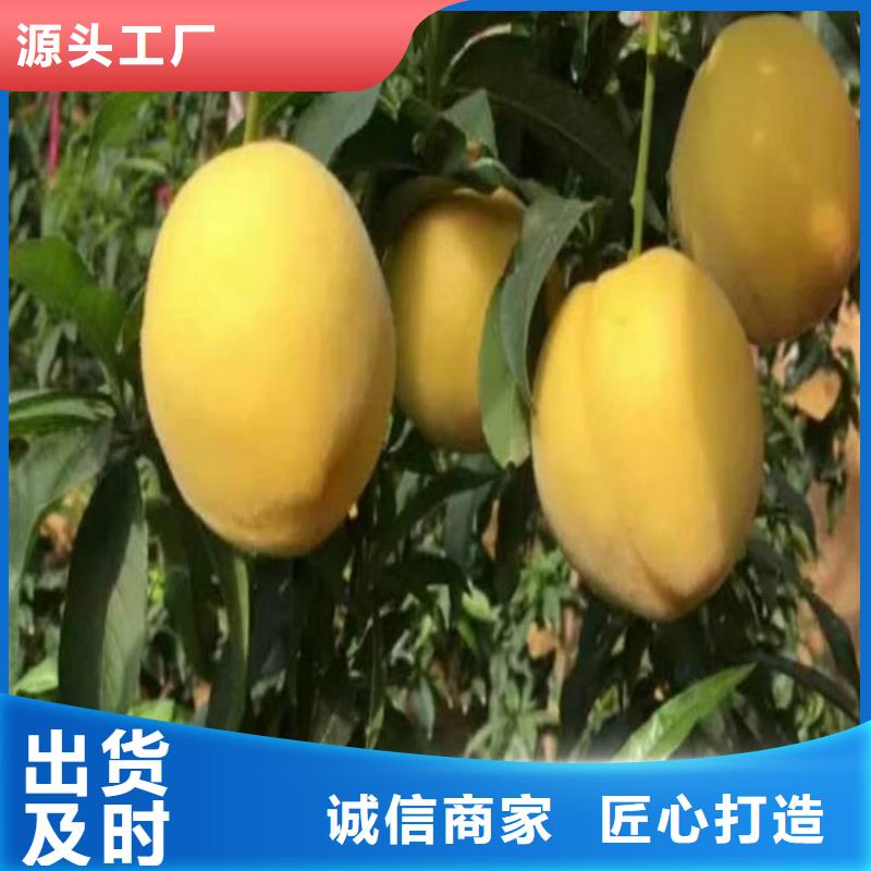 【桃】_梨树苗支持定制加工-服务范围包括浠水|黄梅|孝感|荆门|恩施|咸宁|十堰|襄阳等