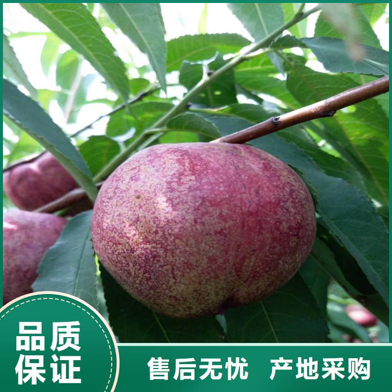 【桃】_梨树苗支持定制加工-服务范围包括浠水|黄梅|孝感|荆门|恩施|咸宁|十堰|襄阳等