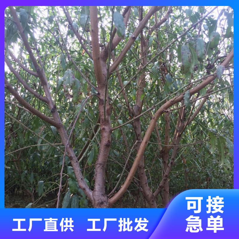 【海量现货 桃-桃树苗老客户钟爱】-qy55.com