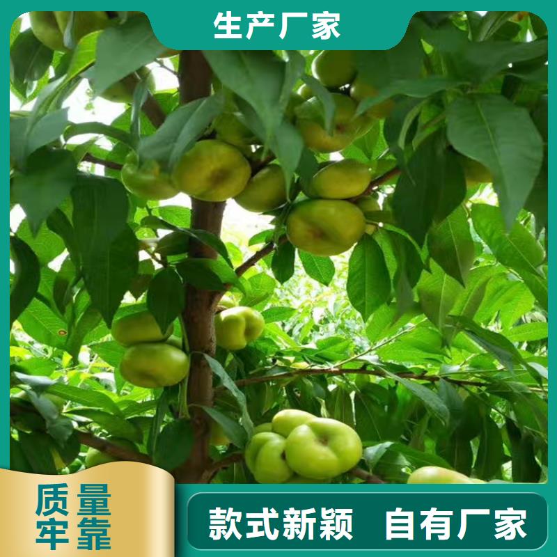 桃李樹苗工廠采購