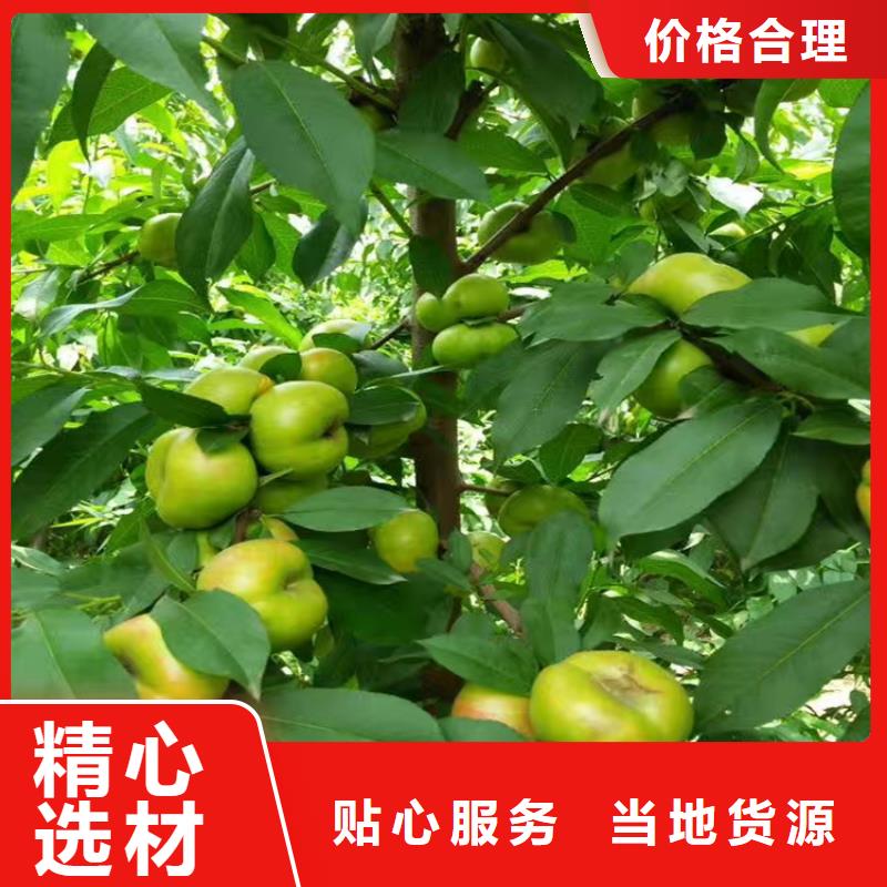 桃无花果苗您身边的厂家
