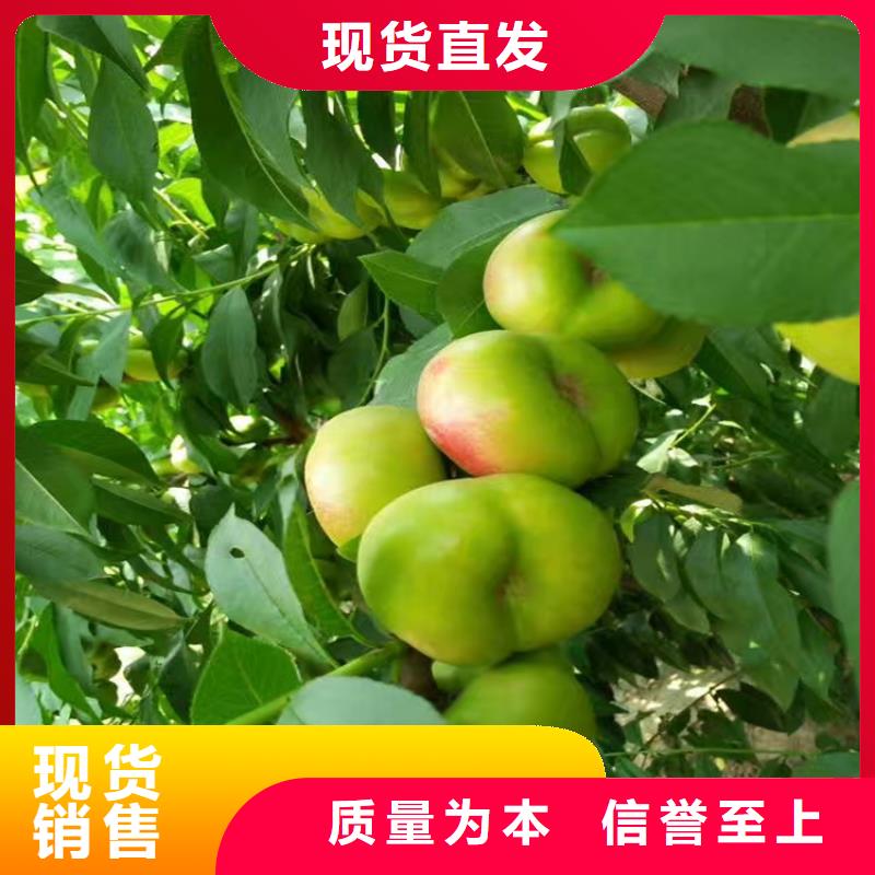 桃-西瓜苗用的放心