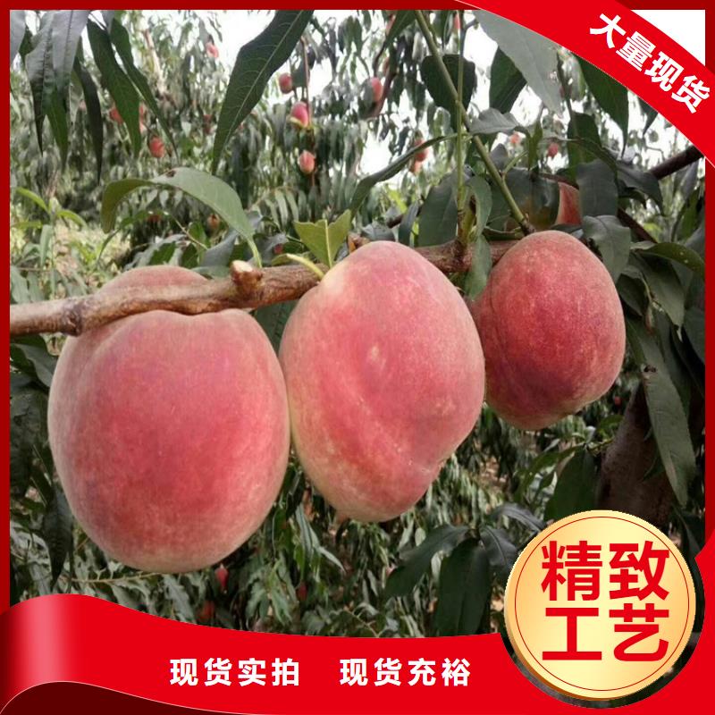 桃桃树苗可零售可批发