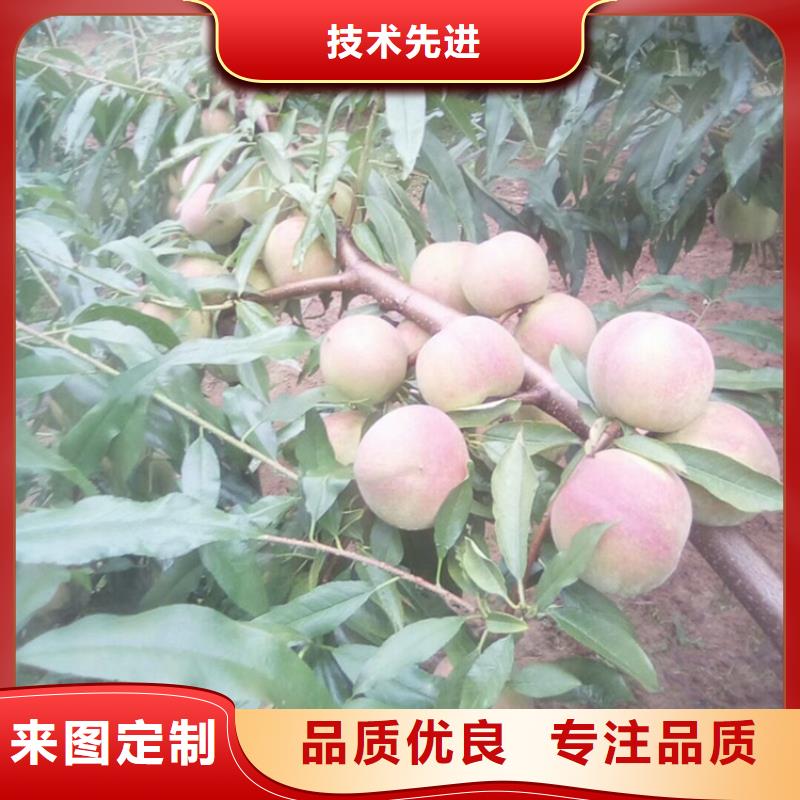 【 桃-无花果苗工艺层层把关】轩园梨树苗