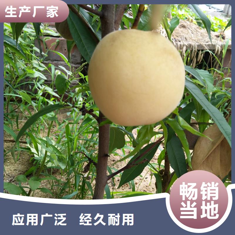 桃无花果苗您身边的厂家