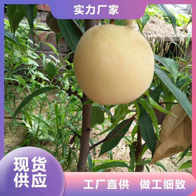 桃-樱桃苗定制速度快工期短