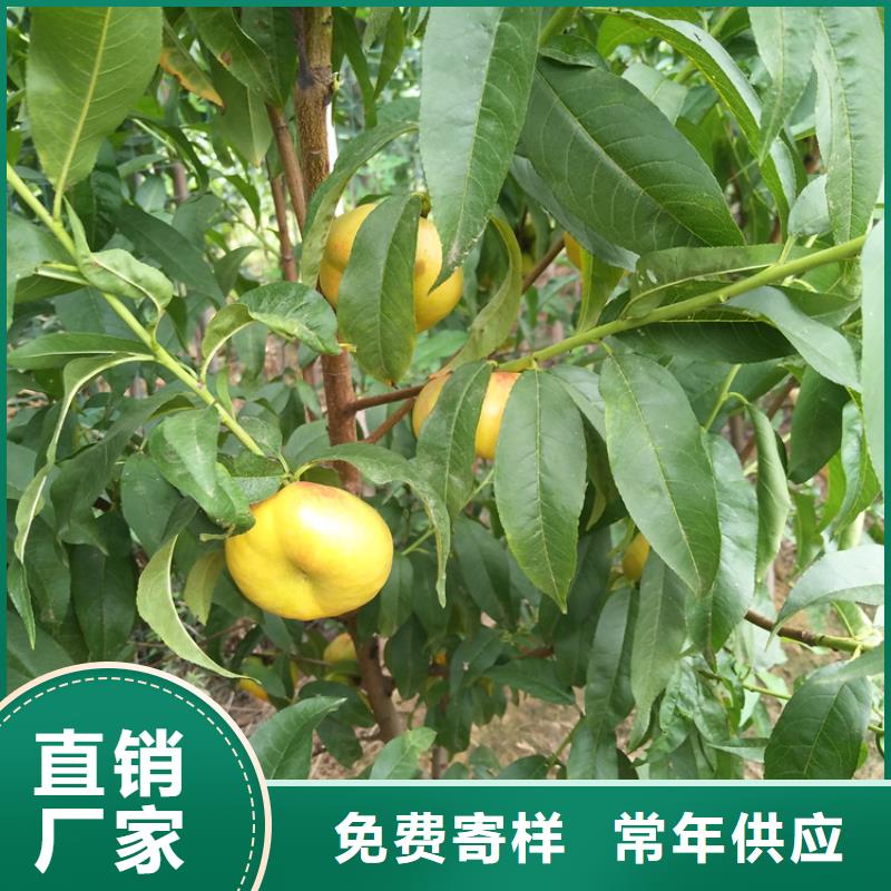 【桃】_梨树苗支持定制加工-轩园园艺场(黄冈市分公司)-企业旺旺