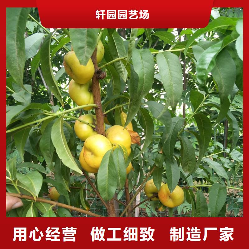 【桃】_梨树苗支持定制加工-轩园园艺场(黄冈市分公司)-企业旺旺