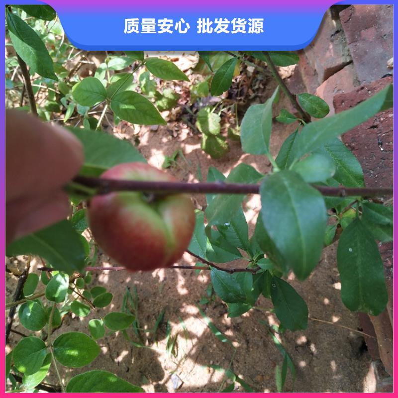 桃苹果苗大厂生产品质