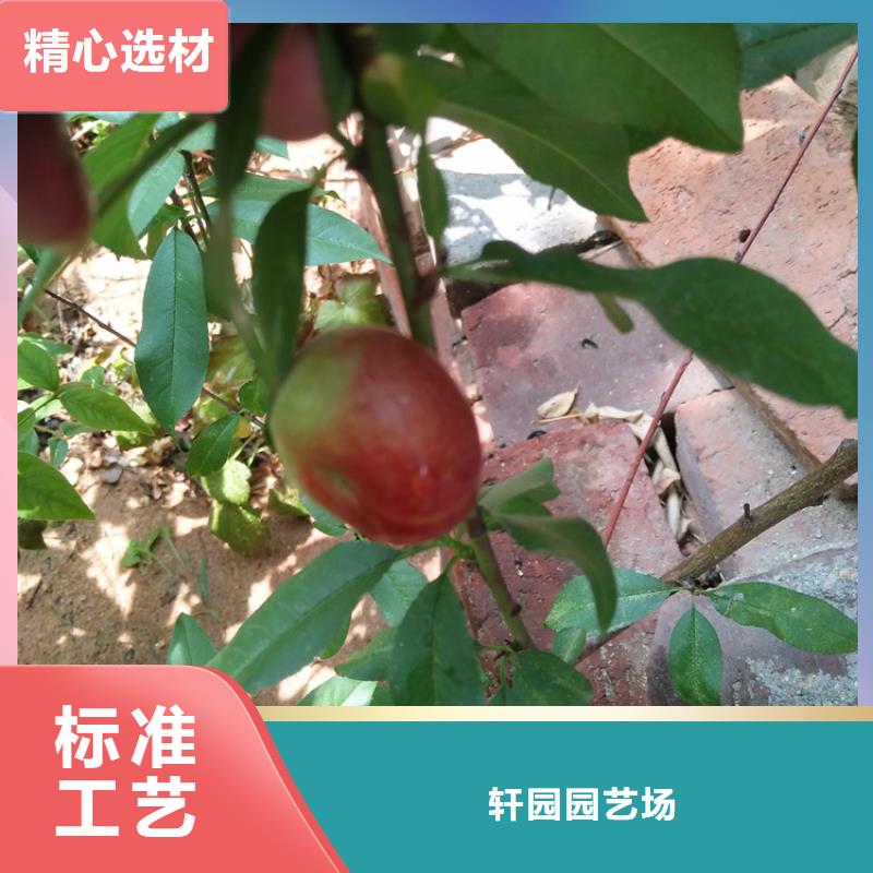 【 桃-桃树苗老客户钟爱】-轩园园艺场(伊犁市分公司)